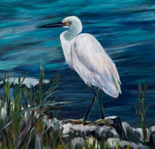 Snowy Egret